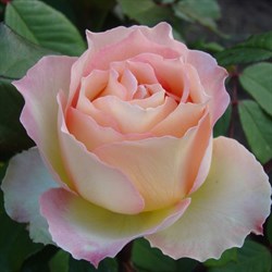 Роза "Jalitah" (INTercombig)