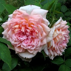 Роза "Janet" (AUSpishus)