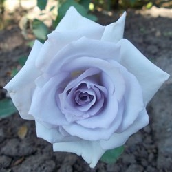 Роза "Geo Laoen" (Grown Blue)