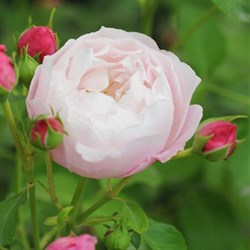Роза "Plume Rose"