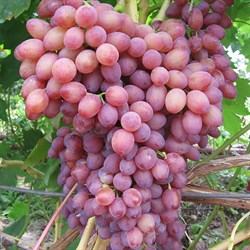 Виноград плодовый "Кишмиш Лучистый"