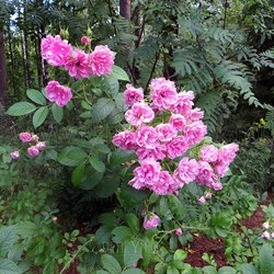 Роза "Pink Grootendorst"