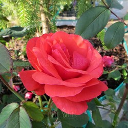 Роза "Morden Fireglow"