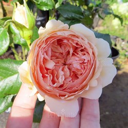 Роза "Masora" (True Chou)