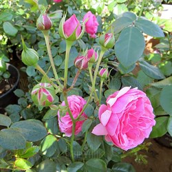Роза "Pomponella" (Korpompan)