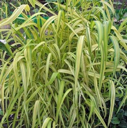 Бор развесистый "Variegata"