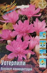 Колхикум (Безвременник) осенний "Waterlily"