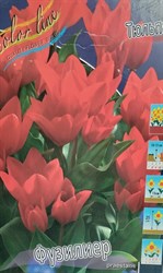 Тюльпан ботанический "Fusilier"