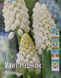Мускари "White Magic"