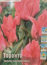 Тюльпан "Toronto"