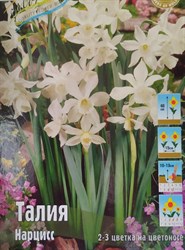 Нарцисс triandrus "Thalia"