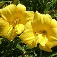 Лилейник "Yellow Bouquet"