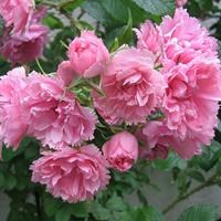 Роза "Pink Grootendorst"