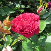 Роза "Tess ®" (AUSyacht)