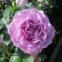 Роза "Neptune ™" (WEKhilpurnil)