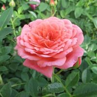 Роза "Lady Penelope" (CHEWdor)