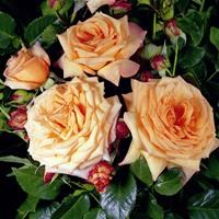 Роза "Barock"