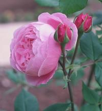 Роза "La Reine Victoria"