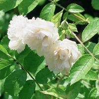 Роза "White Grootendorst"