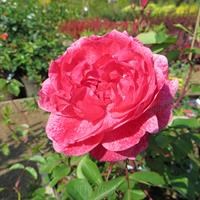 Роза "Morden Ruby"