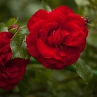 Роза "Coeurs de Vendee" (Delmillon, Coeur de Vendee)