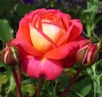 Роза "Midsummer"