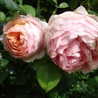 Роза "Peter Paul Rubens"