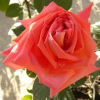 Роза "Eclat de Haute Bretagne"