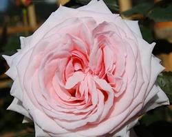 Роза "Pink O'Hara"