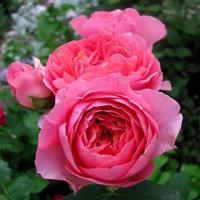Роза "Amandine Chanel" (MASamcha)