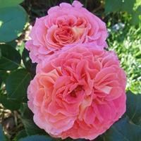 Роза "Notre Dame du Rosaire ®" (MASnoda)
