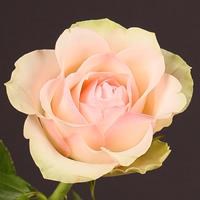 Роза "La Belle"