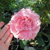 Роза "Corail Gelee"