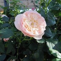 Роза "Pochette"