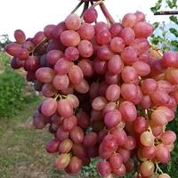 Виноград плодовый "КМ Велес"