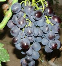 Виноград плодовый "Рошфор"
