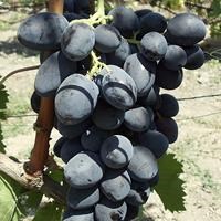Виноград плодовый "Руслан"