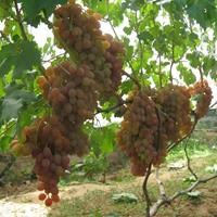 Виноград плодовый "Хамелеон"