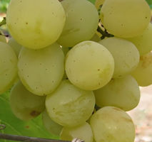 Виноград плодовый "Колобок"