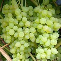 Виноград плодовый "Сверхранний"