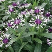 Василек горный "Amethyst in Snow" С5 907048