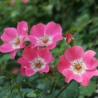 Роза "Pink Meidiland" (Meipoque)