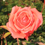 Роза "Coral Dawn"