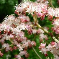 Роджерсия каштанолистная C2-3 907310