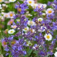 Котовник Фассена 