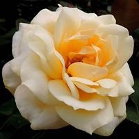 Роза "Apricot Queen Elizabeth"
