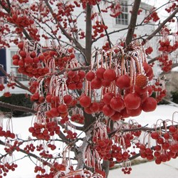 Яблоня декоративная "Red Jewel"