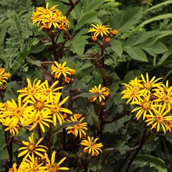 Бузульник зубчатый 