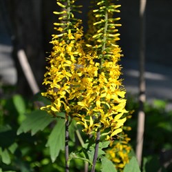 Бузульник Пржевальского С2-3 907039