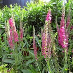 Вероника колосистая 